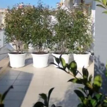 Gatto Bianco Le Terrazze Vendégház